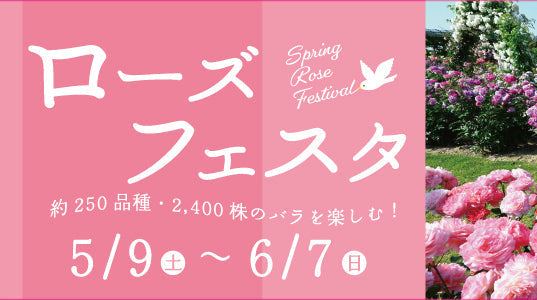 吹田 | 5月9日〜6月7日 | 万博記念公園 春のローズフェスタ